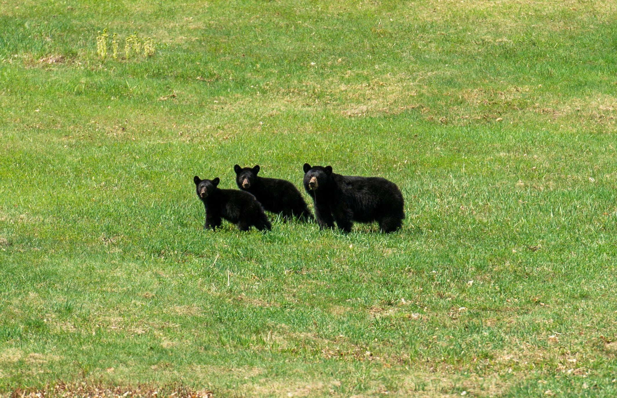 3 bears, mamma and her babies